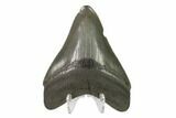 Fossil Megalodon Tooth - Serrated Blade #130815-2